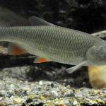 leuciscus_cephalus_hd3842