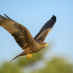 lunak-hnedy-milvus-migrans-3672