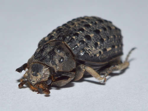 Omorgus alternans