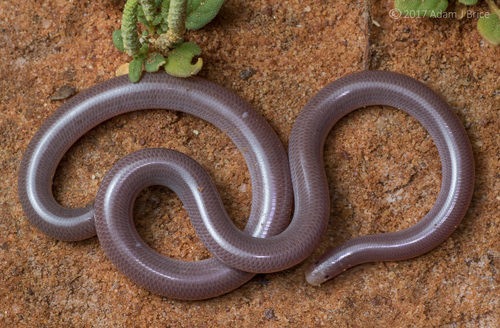 Cyclotyphlops deharvengi