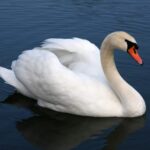 mute_swan_vrhnika