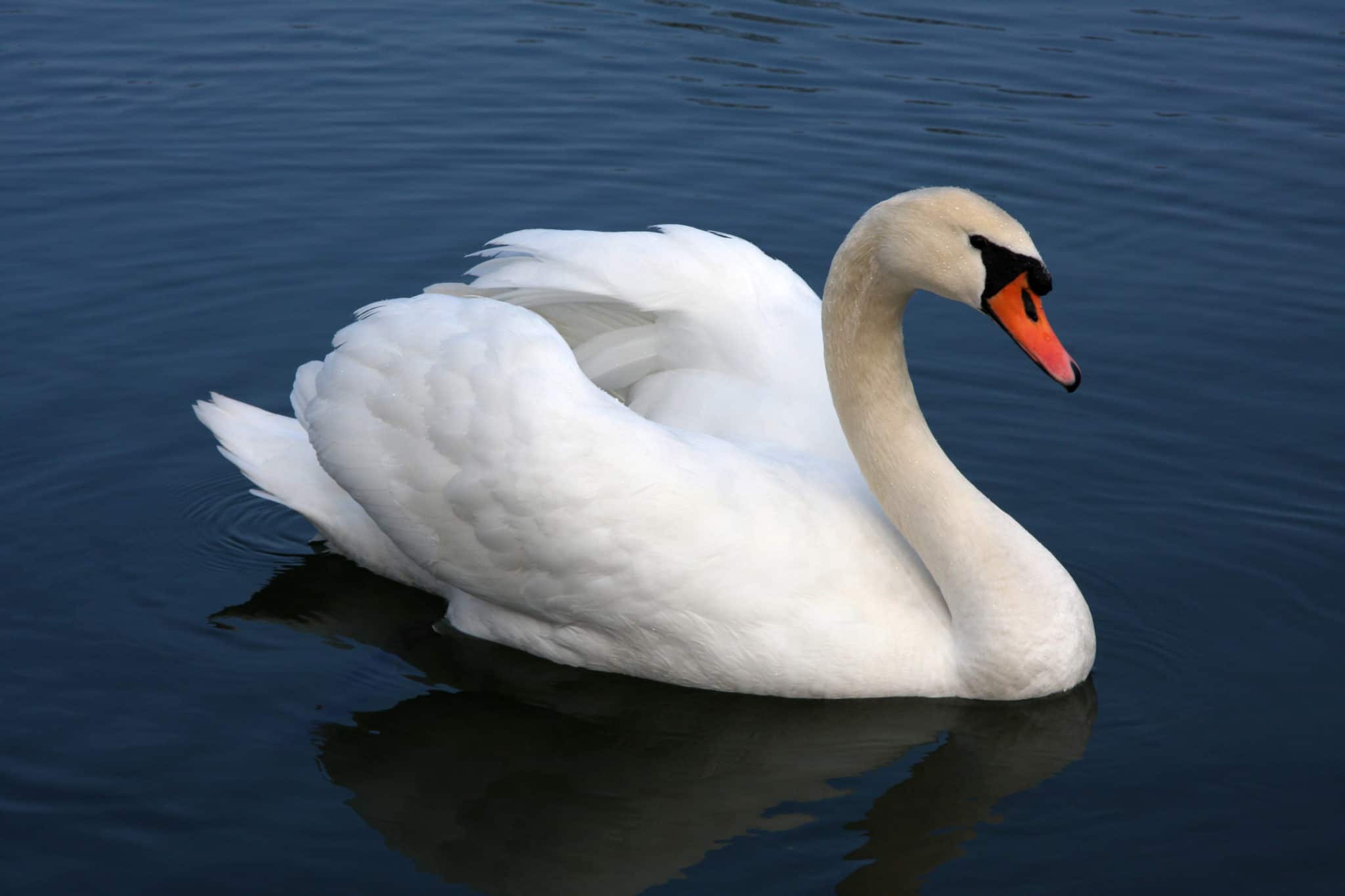 Labuť velká