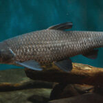 mylopharyngodon-piceus
