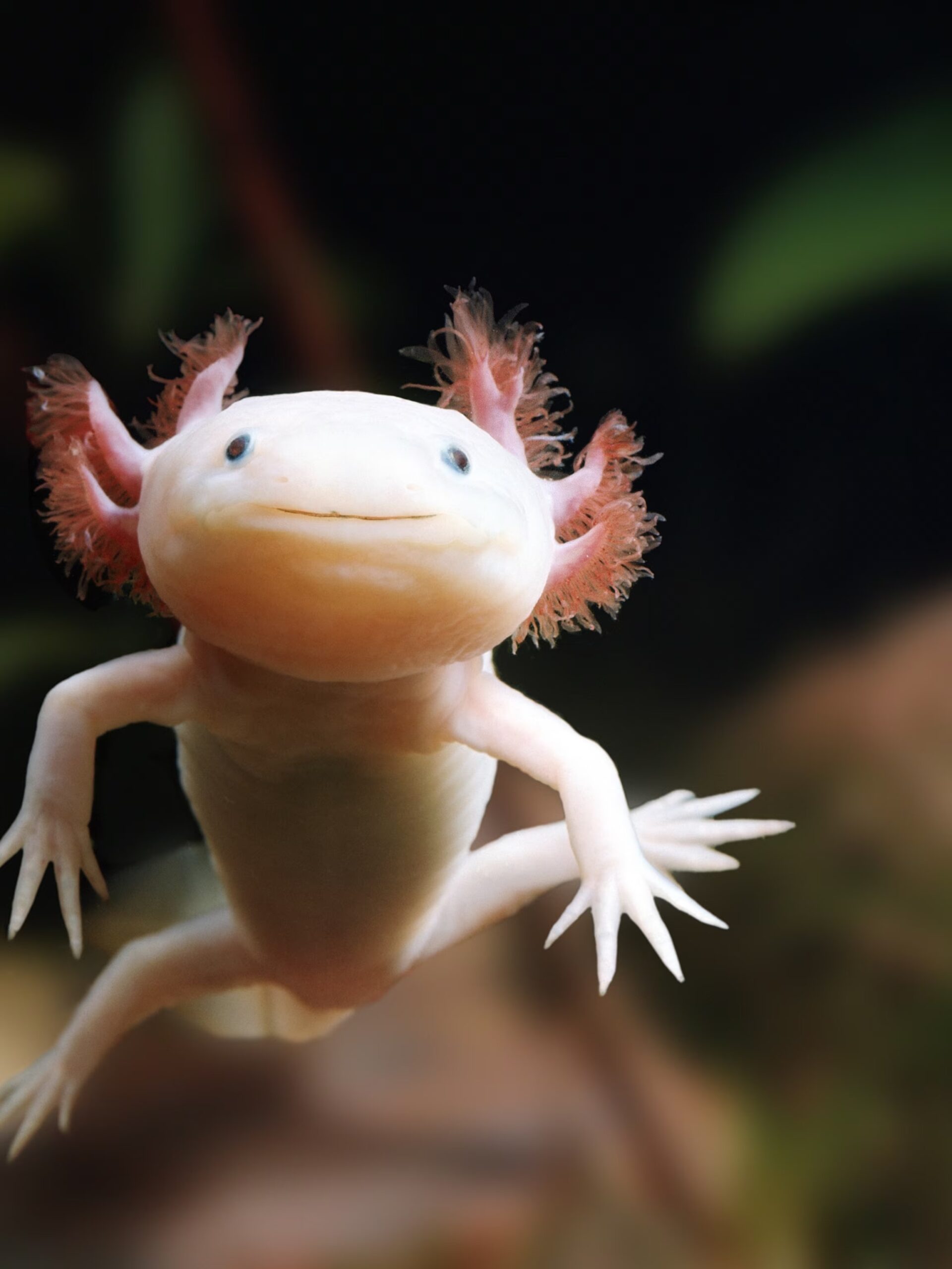 Axolotl mexický