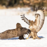 káně lesní (Buteo buteo) Common buzzard