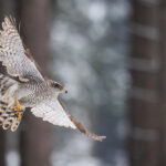 jestřáb lesní (Accipiter gentilis) Northern goshawk