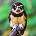owl-American-tropics.jpg
