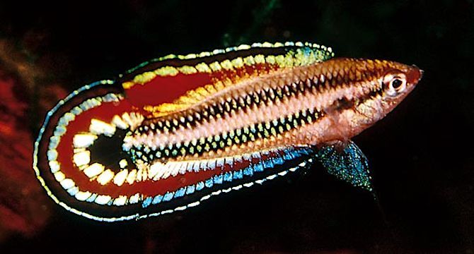 Parosphromenus quindecim