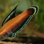 parosphronemus-nagyi-badaruddin-m.jpg