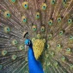 pavo_cristatus_1.jpg