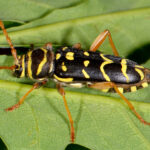 plagionotus_arcuatus_arcuatus_3