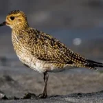 pluvialis-apricaria