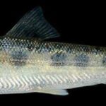 prosopium_williamsoni_2