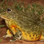 pyxicephalus-adspersus