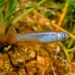 red-finned-blue-eye