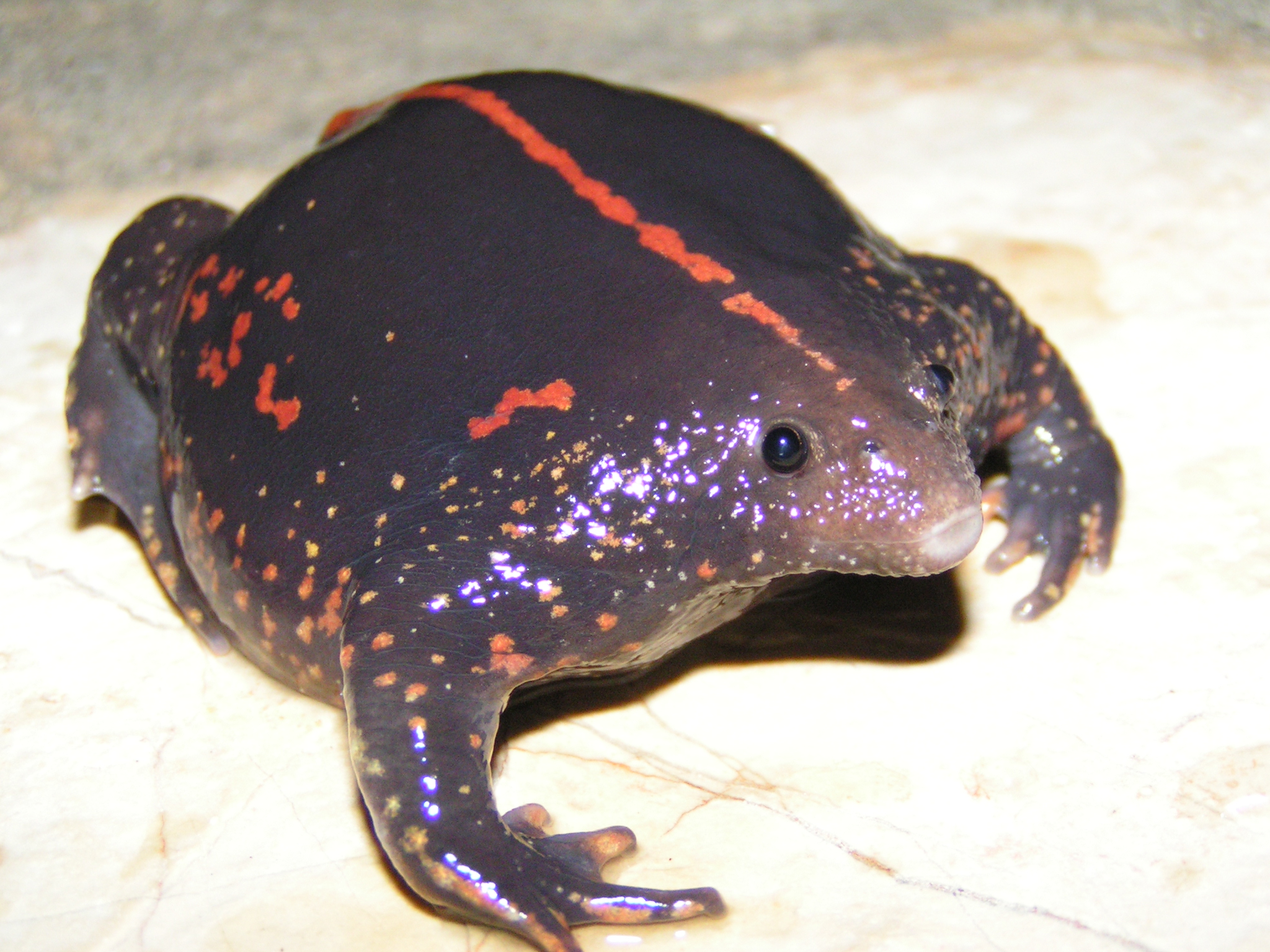 Bachratka mexická