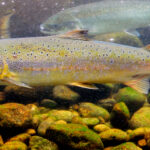 salmo-salar-tagmyfish