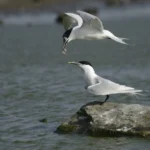 sandwich-tern-sterna-sandvicensis-12534157.jpg
