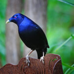 satin-bowerbird-61193_1920_0