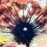 sea-urchins-1591346_1280