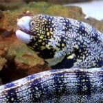 snowflake-moray