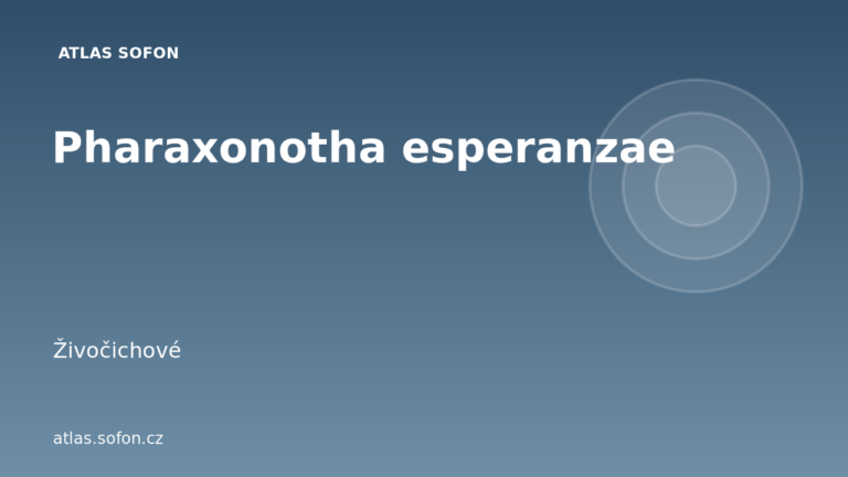 Pharaxonotha esperanzae Pharaxonotha esperanzae