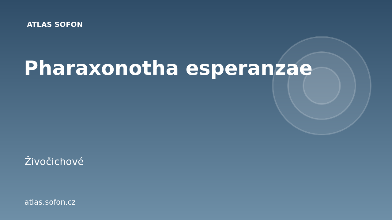 Pharaxonotha esperanzae