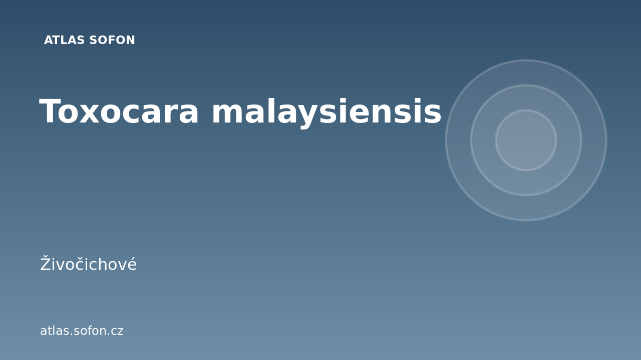 Toxocara malaysiensis