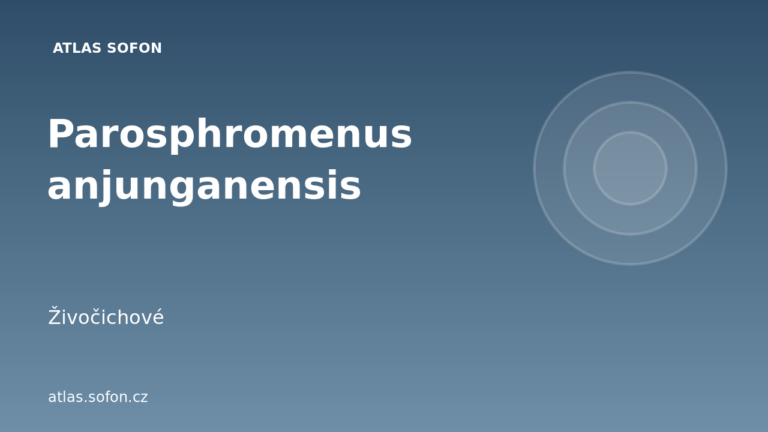 Parosphromenus anjunganensis Parosphromenus anjunganensis
