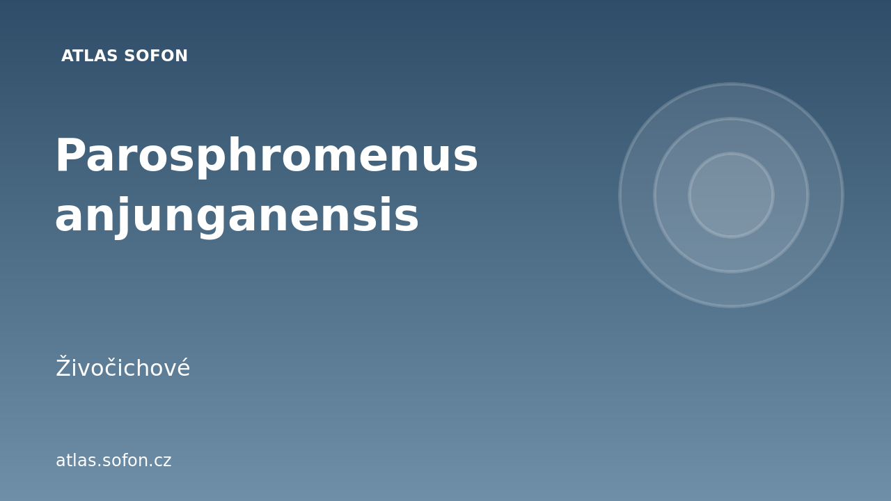 Parosphromenus anjunganensis