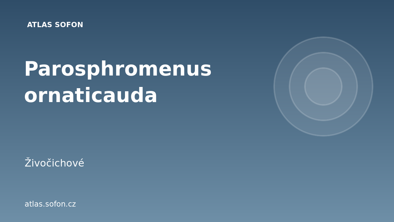 Parosphromenus ornaticauda
