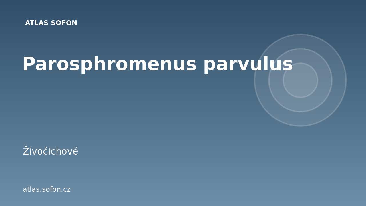 Parosphromenus parvulus