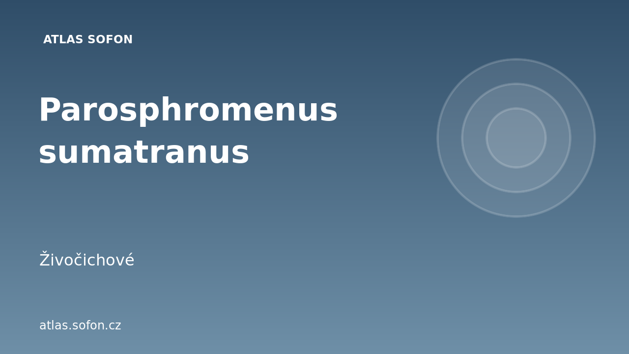 Parosphromenus sumatranus