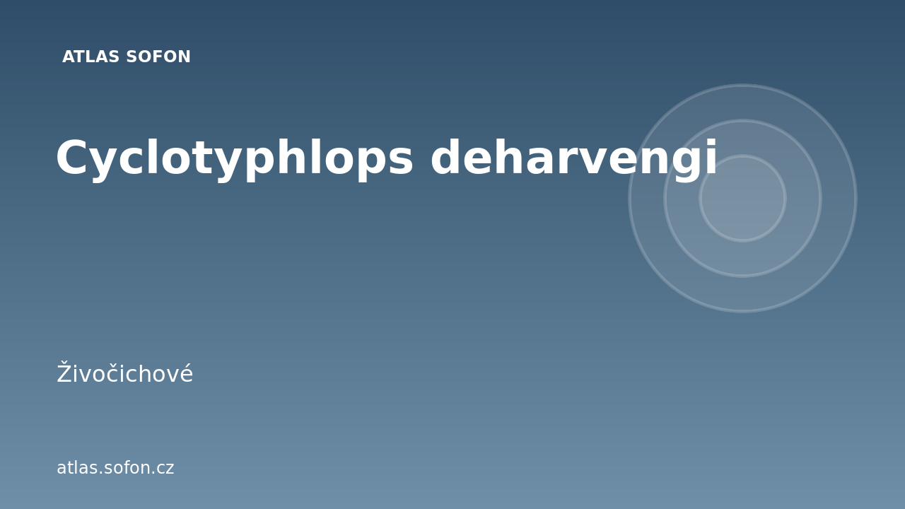 Cyclotyphlops deharvengi
