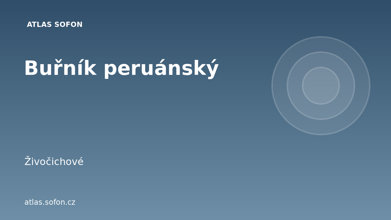 Buřník peruánský