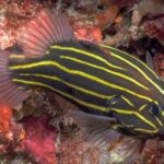 species_f6_572822631022d.w1000.h666