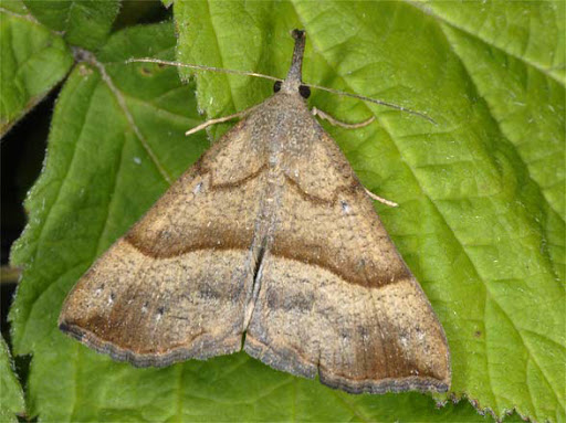 Zobonosec kopřivový