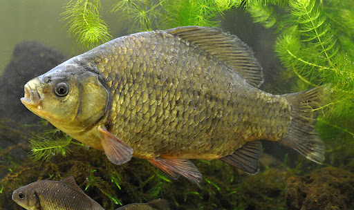 Karas obecný