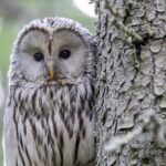 ural-owl-4813502_1280