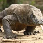 varanus-komodoensis