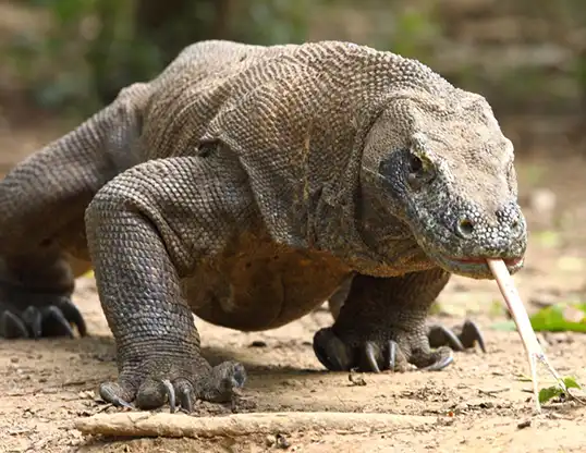 Varan komodský
