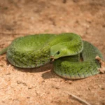 velvetygreen-night-adder-not-aggressive-600nw-1918078889.jpg
