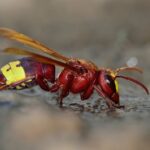 Oriental,Hornet,-,Vespa,Orientalis,,Crete