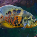 vrubozubec-pavi-xl-astronotus-ocellatus-xl-default