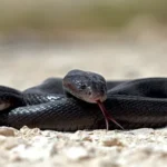 walterinnesia-aegyptia_image-2_yKrFfQB_GUGT5ww