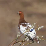 willow-ptarmigan-lagopus-lagopus-3