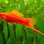 xiphophorus-hellerii