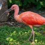 zvire_ibis_rudy_01