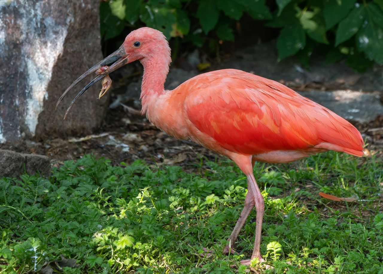 Ibis rudý
