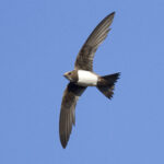 Βουνοσταχτάρα_Alpine_Swift_Tachymarptis_melba